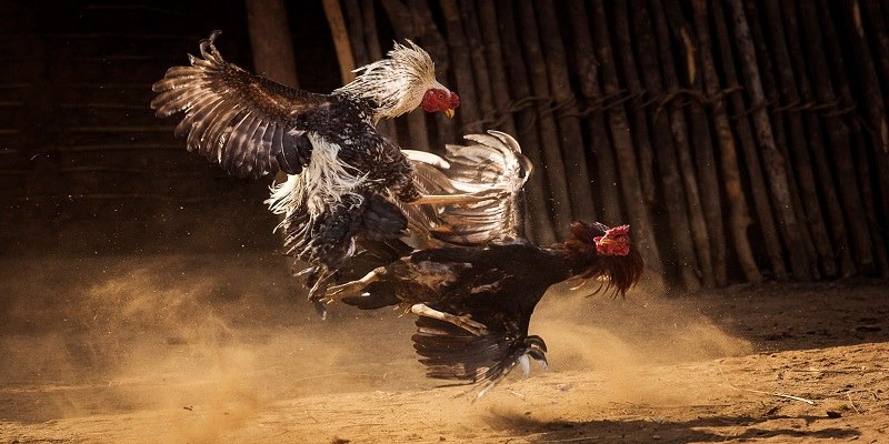 Đá gà SV66 - Chia sẻ thông tin hữu ích nhất cho người mới 5 Đá gà SV66 được nhiều người yêu thích và lựa chọn giải trí