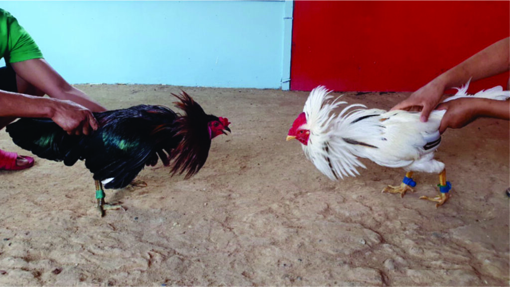 Gà bướm - Tìm hiểu về giống chiến kê có ngoại hình đặc biệt 7 Những chú gà mệnh Kim anh em nên chọn đấu vào ngày mang mệnh Thổ hoặc Kim