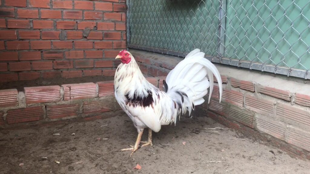 Gà bướm - Tìm hiểu về giống chiến kê có ngoại hình đặc biệt 8 Gà bướm chia thành hai loại là chân xanh và chân vàng