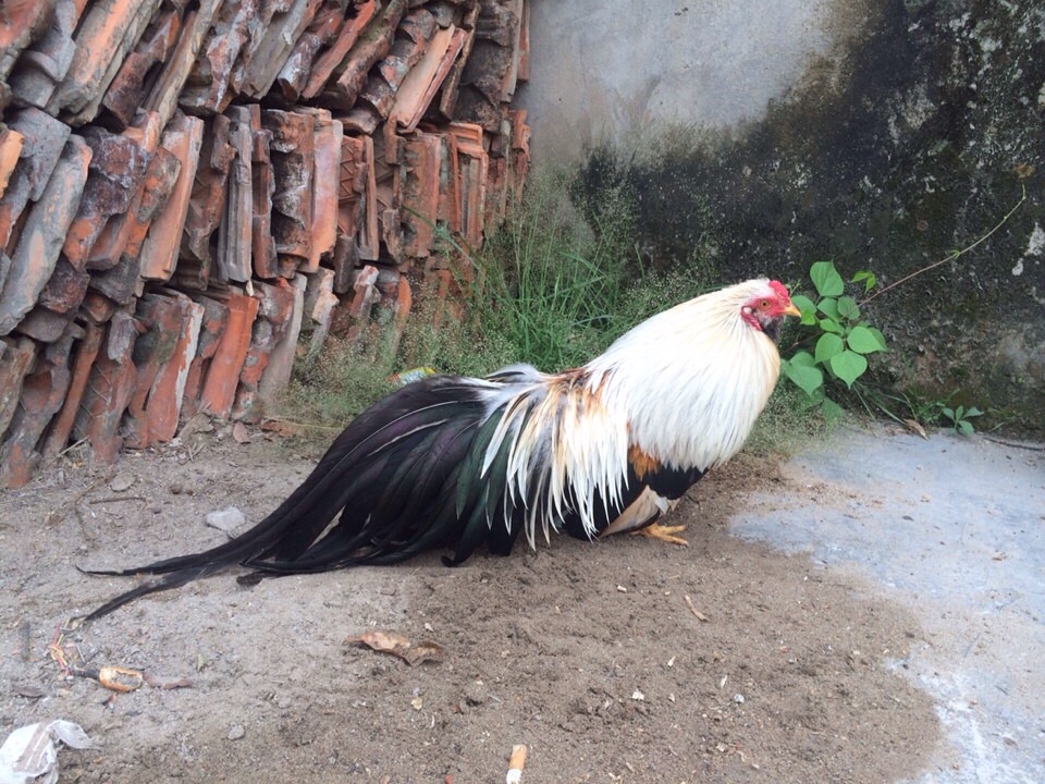 Gà chuối - Khám phá dòng gà đá đặc biệt trong giới  5 Gà chuối được giới sư kê đánh giá cao về khả năng chiến đấu đầy ấn tượng