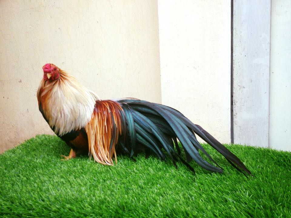 Gà chuối - Khám phá dòng gà đá đặc biệt trong giới  8 Chia sẻ cách huấn luyện gà đá chuối hiệu quả