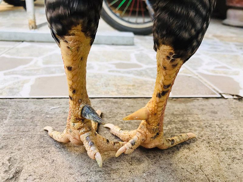 Gà cựa nhật nguyệt là gì? Gà đá cựa nhật nguyệt có gì đặc biệt? 5 Một số thông tin tổng quan về gà đá cựa nhật nguyệt