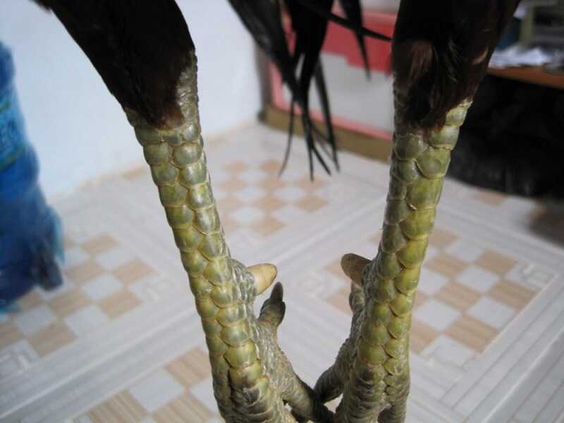 Gà cựa nhật nguyệt là gì? Gà đá cựa nhật nguyệt có gì đặc biệt? 7 Gà cựa nhật nguyệt có những kỹ năng đá nào?