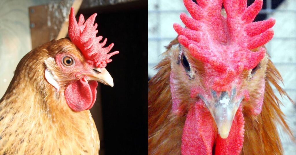 Tìm hiểu về gà mồng vua và cách nuôi đơn giản, dễ áp dụng 7 Kỹ thuật làm chuồng nuôi gà chuẩn rất quan trọng