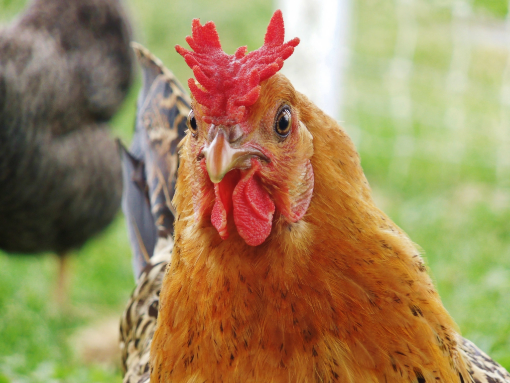 Tìm hiểu về gà mồng vua và cách nuôi đơn giản, dễ áp dụng 8 Không phải ai cũng biết cách huấn luyện và chăm sóc gà mồng vua đá chuẩn