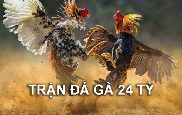 Tổng hợp đầy đủ thông tin về trận đá gà 24 tỷ nổi tiếng 6 Thông tin cơ bản cần biết về trận đá gà 24 tỷ nổi tiếng