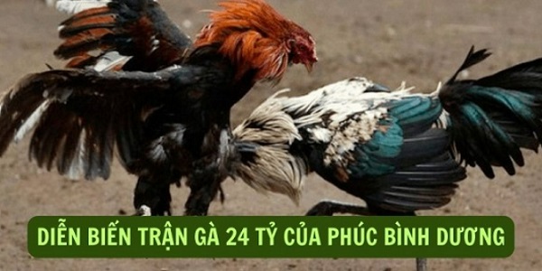 Tổng hợp đầy đủ thông tin về trận đá gà 24 tỷ nổi tiếng 7 Tường thuật chi tiết diễn biến trận đá gà 24 tỷ