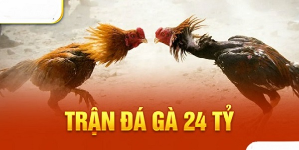 Tổng hợp đầy đủ thông tin về trận đá gà 24 tỷ nổi tiếng 8 Tường thuật chi tiết diễn biến trận đá gà 24 tỷ
