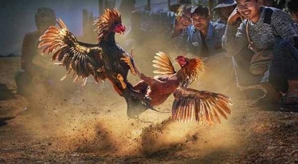 Tổng hợp đầy đủ thông tin về trận đá gà 24 tỷ nổi tiếng 9 Trận đá gà xổ 1 tỷ