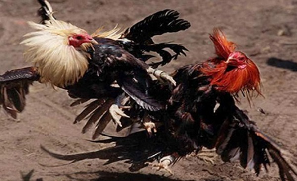 Tổng hợp đầy đủ thông tin về trận đá gà 24 tỷ nổi tiếng 10 Trận đá gà xổ 5 tỷ