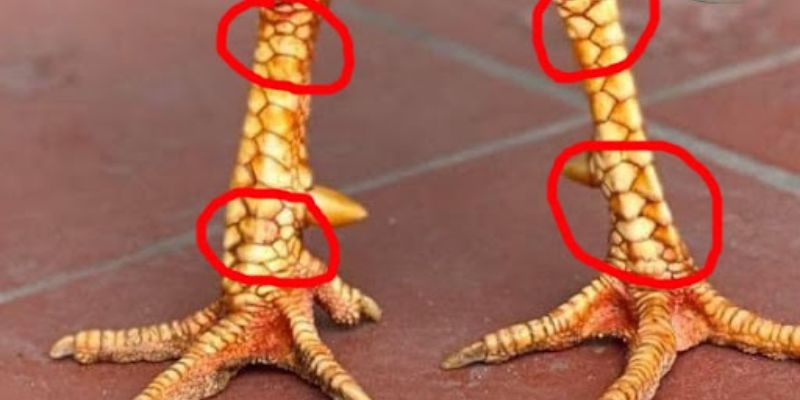 Bật mí top các vảy gà tài và quý hiếm nhất hiện nay 5 Chiến kê sở hữu vảy gà tài sẽ luôn được nhiều người săn lùng