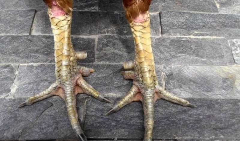 Bật mí top các vảy gà tài và quý hiếm nhất hiện nay 7 Có nhiều loại vảy gà tài được chuyên gia chia sẻ