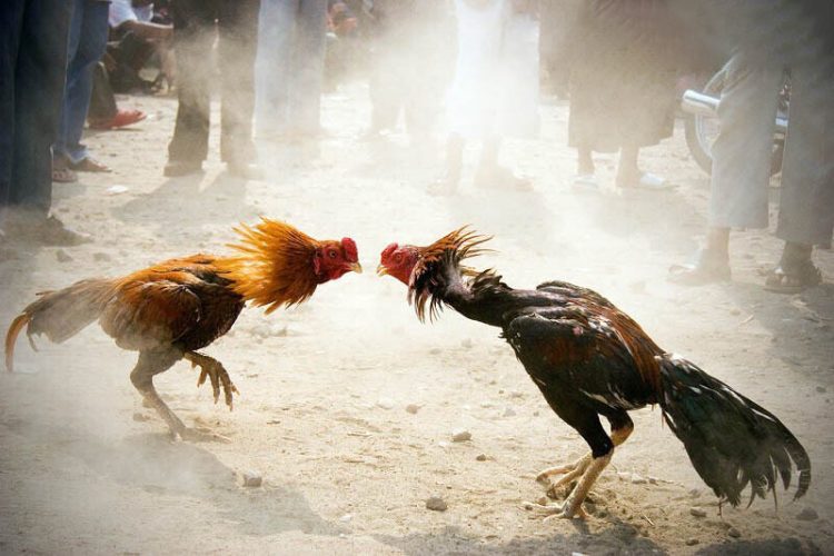 Khám phá những bí mật chưa từng được tiết lộ về đá gà 88 6 Các trận đấu phổ biến trong Đá gà 88