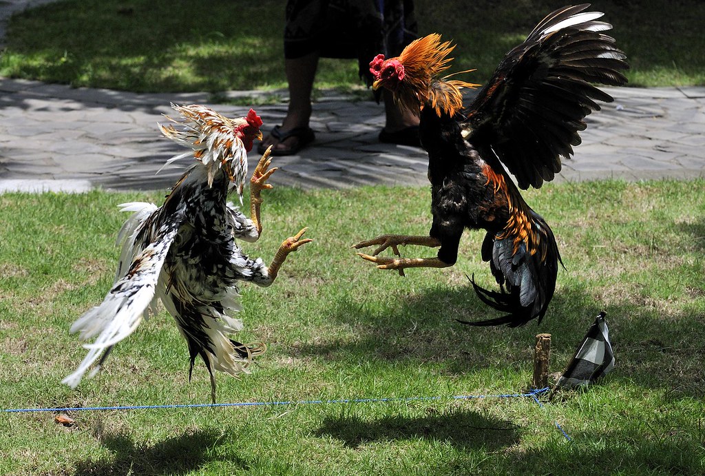 Khám phá những bí mật chưa từng được tiết lộ về đá gà 88 7 Yếu tố nào quyết định chiến thắng trong Đá gà 88