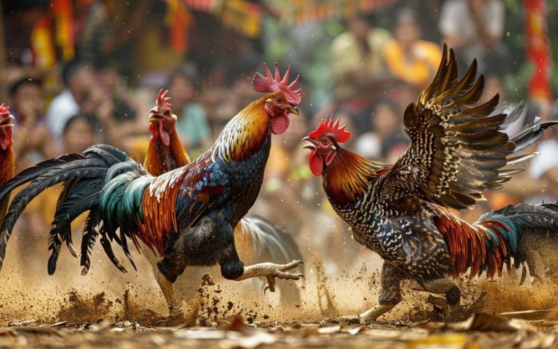 Khám phá những bí mật chưa từng được tiết lộ về đá gà 88 8 Các cách thức cược trong Đá gà 88