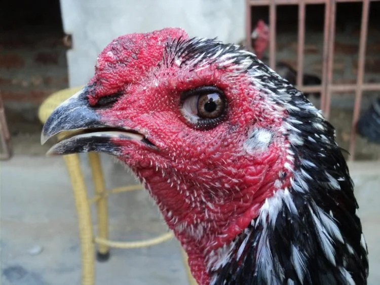 Tiêu chí cách chọn gà chọi mái giống người nuôi nên biết 4 Tìm hiểu cách chọn gà chọi mái chuẩn sẽ mang đến nhiều lợi ích cho người nuôi