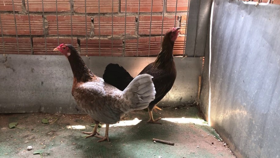 Tiêu chí cách chọn gà chọi mái giống người nuôi nên biết 6 Một số lưu ý trong cách chọn gà chọi mái