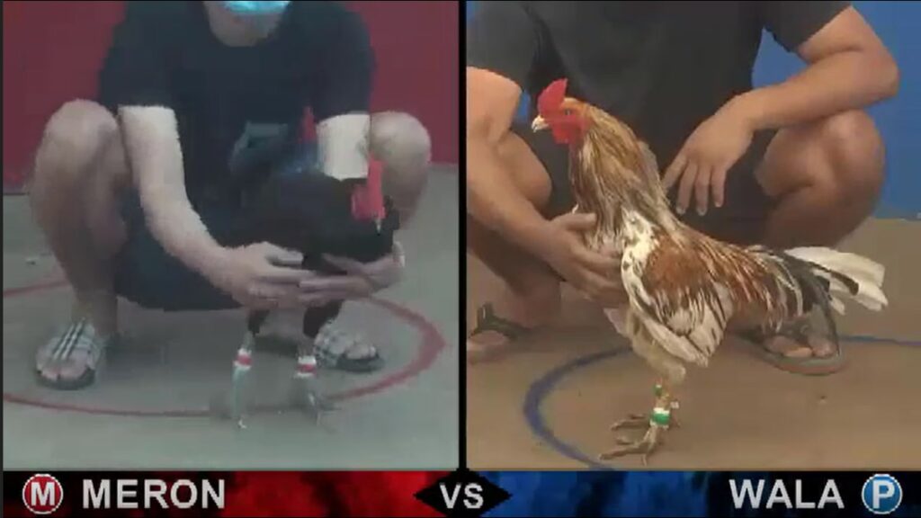 Đá gà Campuchia - Thu hút bởi những trận đấu kịch tính 9 Khám phá các mức cược đá gà trực tuyến Campuchia tại nhà cái SV66