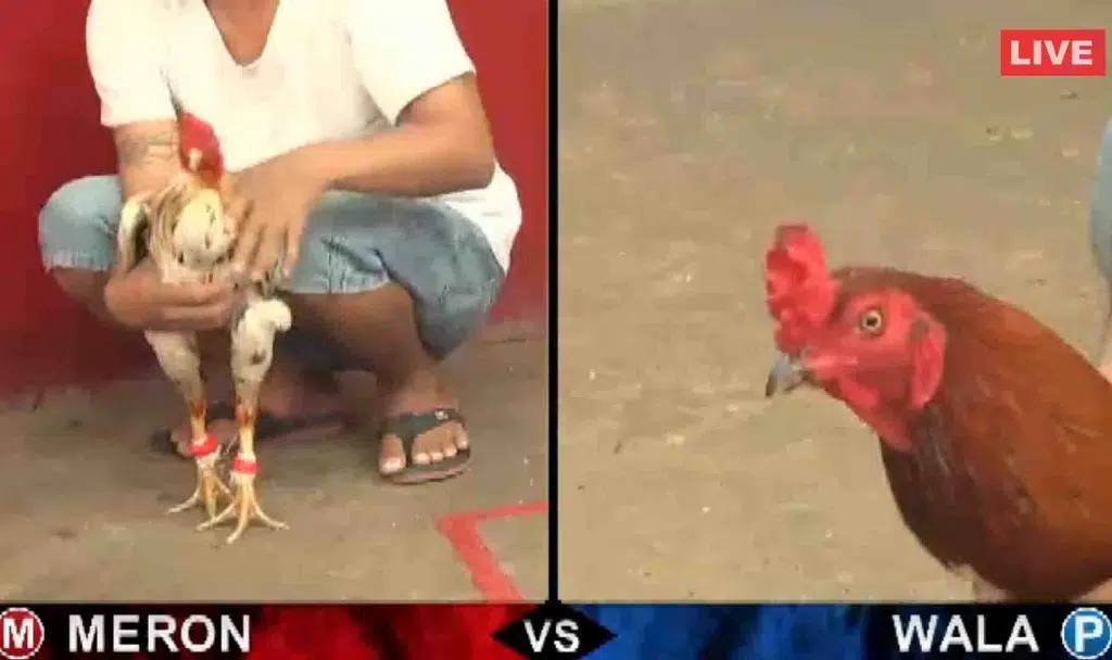 Đá gà Thomo và những bí mật khi tham gia 7 Luật chơi trực tiếp đá gà Thomo hôm nay và chạng gà