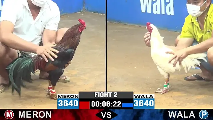 Đá gà Thomo và những bí mật khi tham gia 8 Một số kinh nghiệm khi chơi đá gà Thomo tại SV66