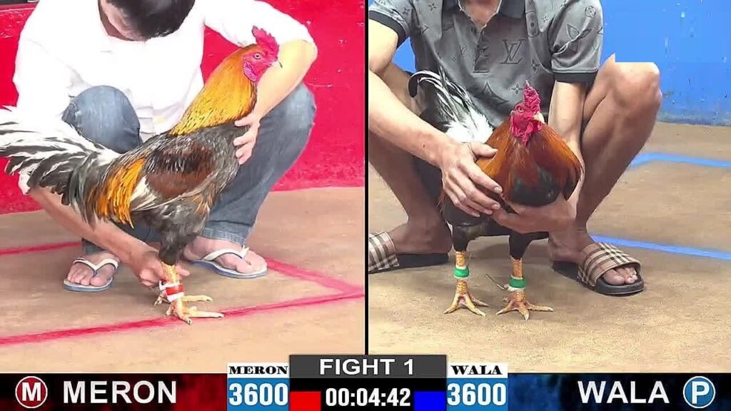 Đá gà trực tiếp - Trải nghiệm các trận đấu đỉnh cao tại SV66 6 Điểm nổi bật của sân chơi đá gà trực tiếp SV66