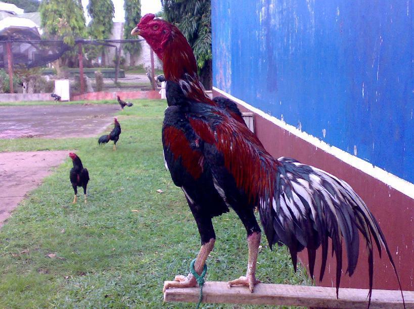 Review chi tiết về gà đá chợ tốt 7 Chọn gà đá chợ tốt dựa vào đầu gà