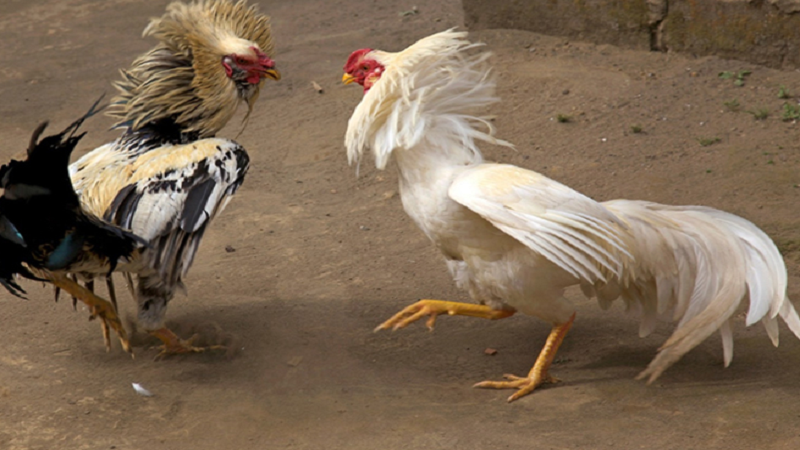 Review chi tiết về gà đá chợ tốt 10 Chọn gà đá chợ tốt hay dựa vào kiểu đuôi