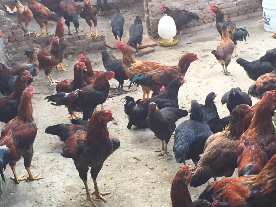 Chia sẻ cách nuôi gà lai chọi sọc chi tiết từ A - Z 6 Nuôi gà lai chọi sọc như thế nào để đạt hiệu quả cao nhất là điều nhiều người muốn biết