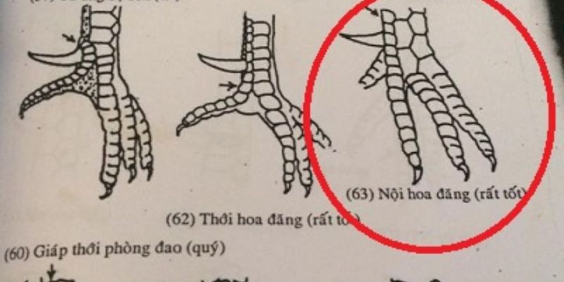Tìm hiểu về các vảy gà chọi độc hiện nay 8 Vảy nội hoa đăng