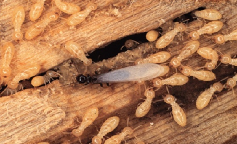 Mơ thấy mối số mấy? Đánh số mấy khi mơ thấy con mối? 6 Giải mã giấc mơ thấy mối số mấy chính xác nhất