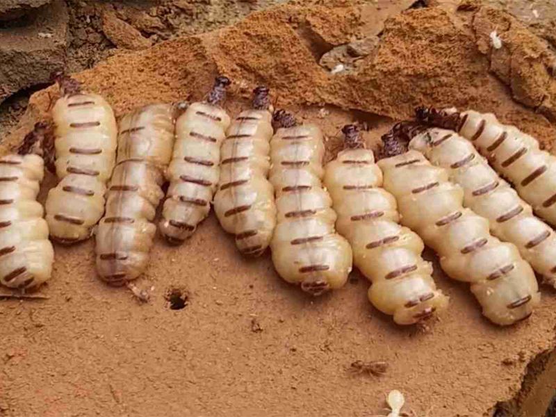 Mơ thấy mối số mấy? Đánh số mấy khi mơ thấy con mối? 9 Mơ thấy mối đánh số gì? Chốt số chuẩn xác