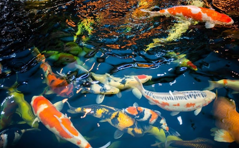 Các luận giải về nằm mơ thấy cá bơi trong nước đánh con gì? 5 Mơ thấy cá bơi bên trong nước biển