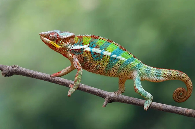 Nằm mơ thấy tắc kè đánh số mấy? Giải mã giấc mơ thấy tắc kè chi tiết 8 Nằm mơ thấy tắc kè cắn vào tay đánh số nào may mắn?