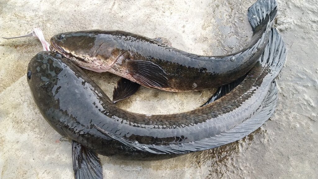 Nằm mơ thấy cá lóc điềm gì? Giải mã con số may mắn 6 Nằm mơ thấy cá lóc là giấc mơ điềm báo gì? Lành hay dữ?