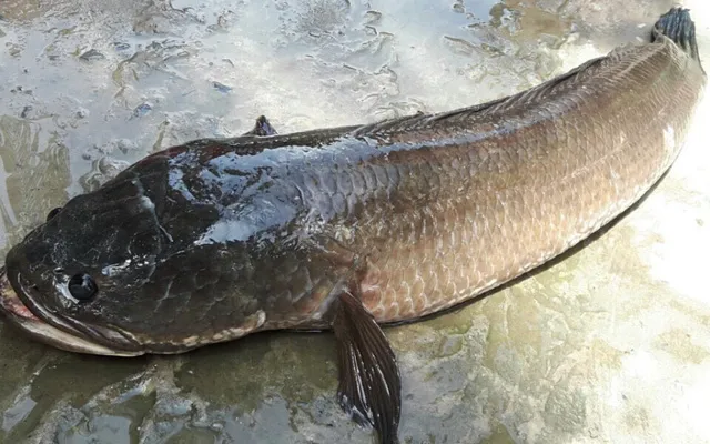 Nằm mơ thấy cá lóc điềm gì? Giải mã con số may mắn 9 Nằm mơ thấy cá lóc nhảy lên bờ gắn với con số may mắn nào?