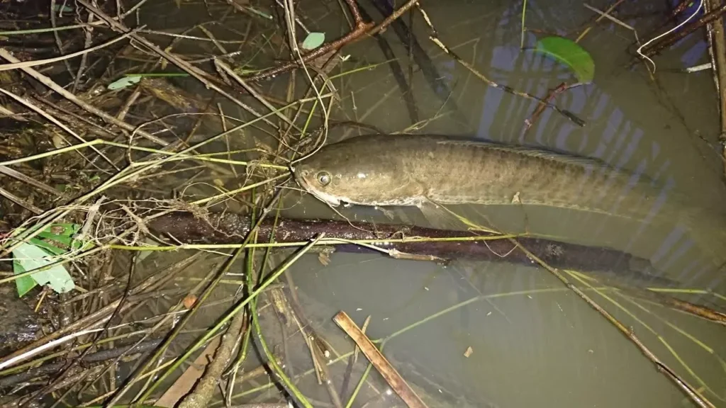 Nằm mơ thấy cá lóc điềm gì? Giải mã con số may mắn 10 Nằm mơ thấy cá lóc đánh số gì trúng lớn?