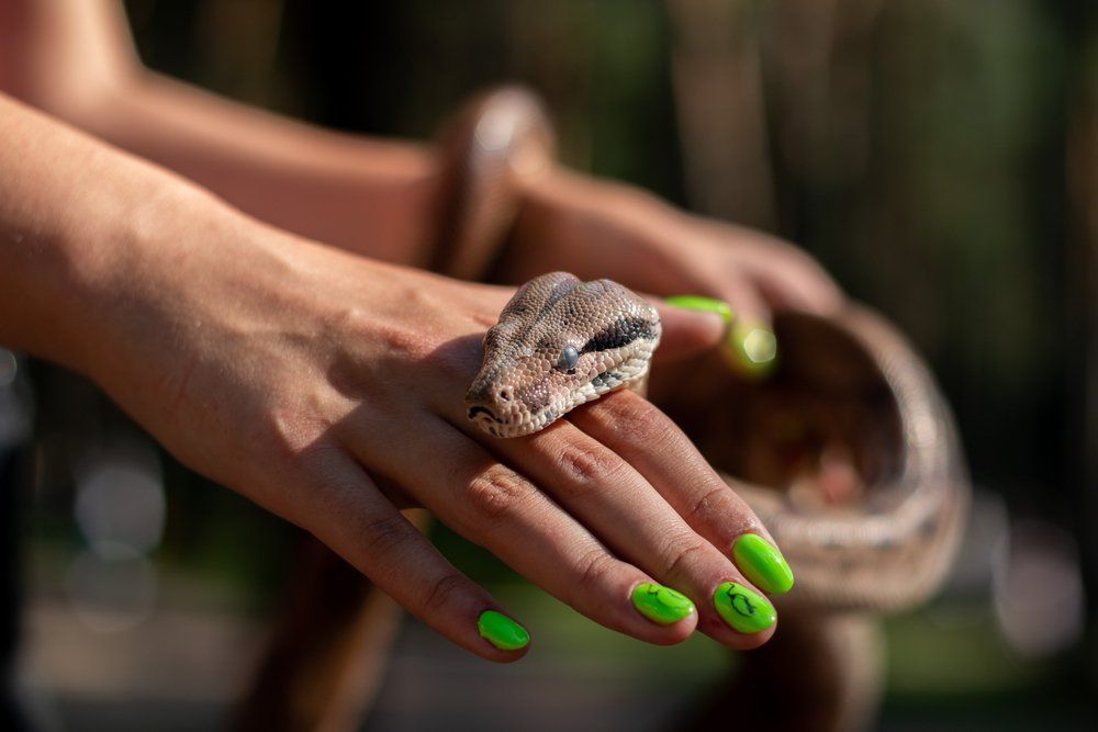 Mơ thấy rắn cắn vào tay mang ý nghĩa như thế nào?