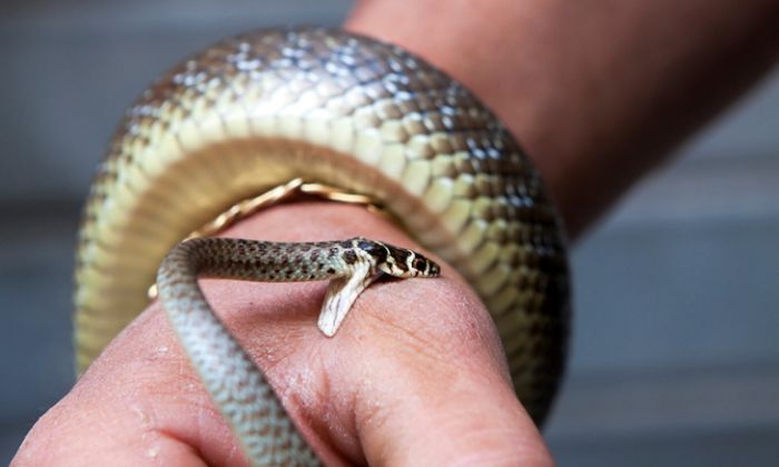 Mơ rắn cắn tay nên đánh con gì?